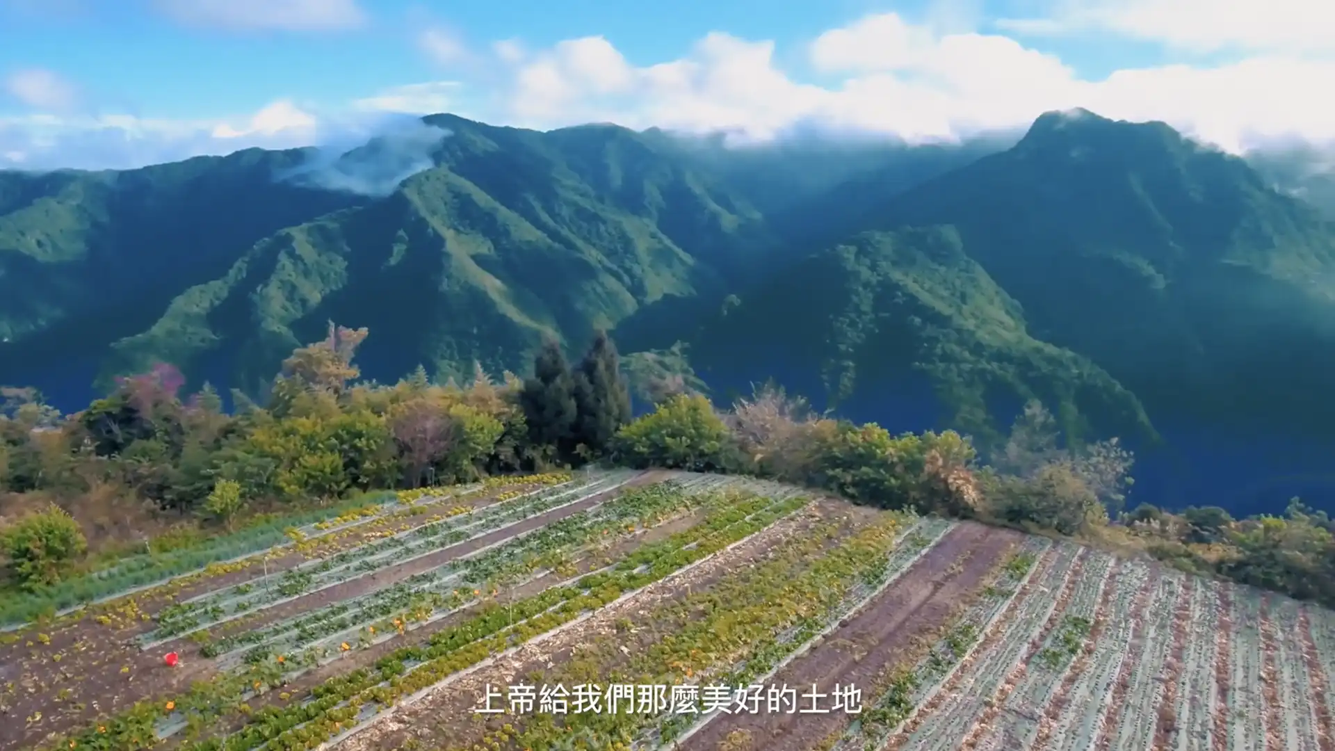 青綠緣_高麗菜篇